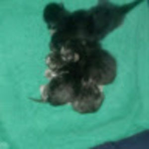 Meet your Posher, Carissa